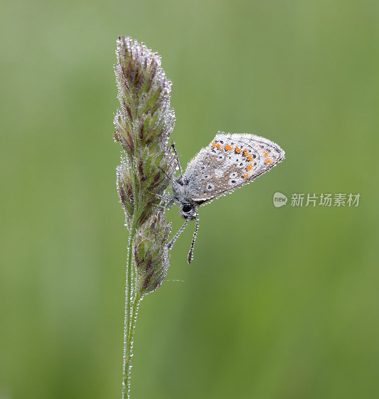 棕Argus蝴蝶(Aricia agestis)